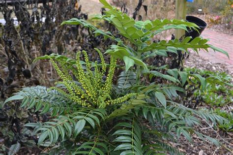 A Mahonia for the Winter Garden - UF/IFAS Extension Escambia County