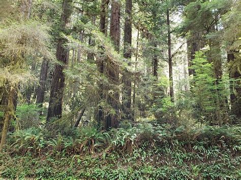 Del Norte Coast Redwoods State Park (California) - All You Need to Know BEFORE You Go - Updated ...