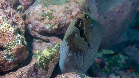 Types of Eels: 10 Coolest Marine Eel Species - Scuba.com