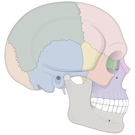 Human Skull Anatomy Lateral View (Illustrations) – Human Bio Media