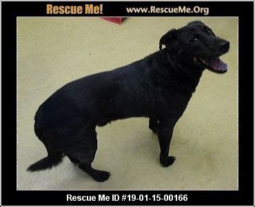 - New Castle/Henry County Animal Shelter - New Castle, IN - AVAILABLE PETS | Animal shelter ...