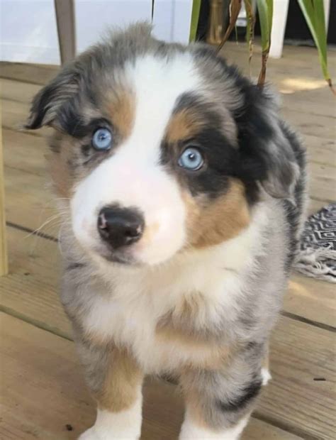 Mini Aussie puppies | PetClassifieds.com