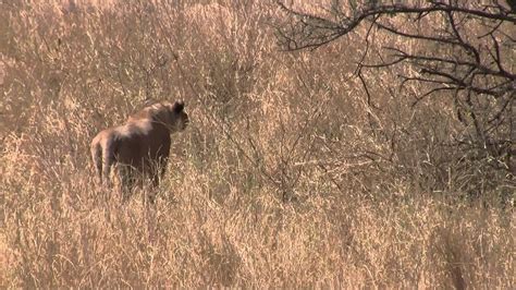 Lion Hunts Gazelle in Serengeti - YouTube