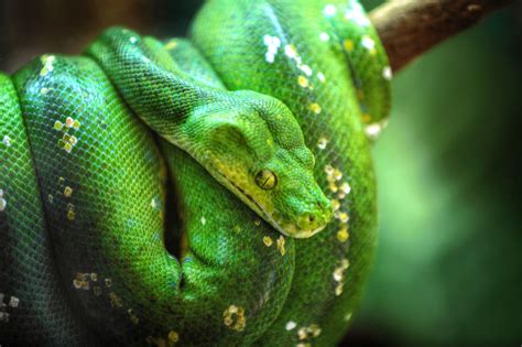 How to Care for a Pet Green Tree Python