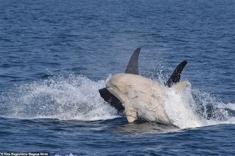 After Years of Not Being Seen, an Extremely Rare White Orca Is Found ...