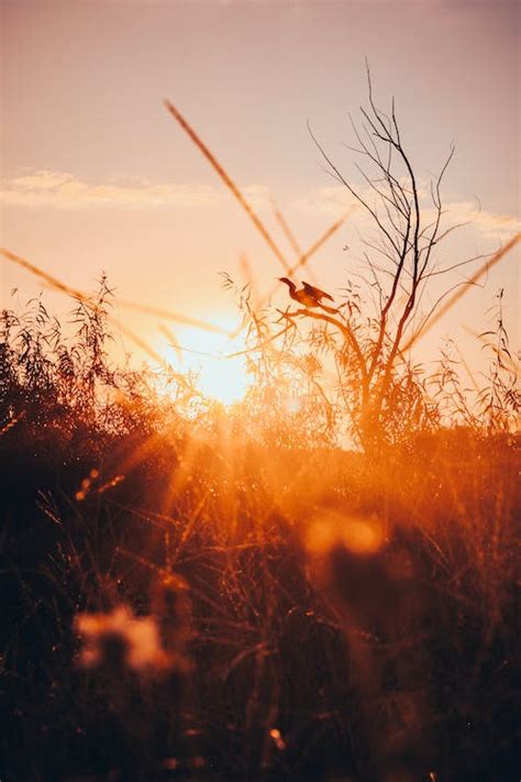 Sunset over a Meadow · Free Stock Photo