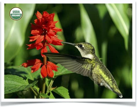 Flower: Texas Hummingbird Sage - Shop North Dakota