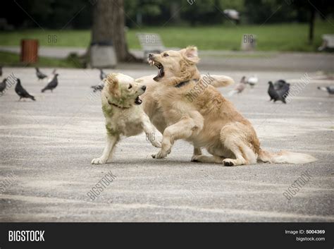 Two Dogs Fighting Image & Photo (Free Trial) | Bigstock