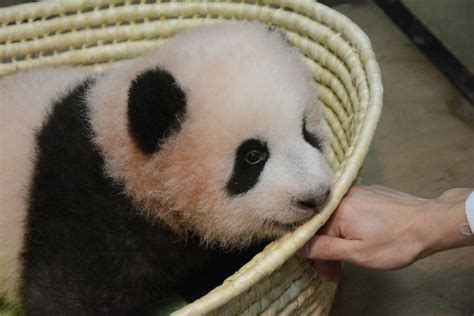 The public has spoken: Xiang Xiang is the name of Ueno Zoo's newest ...