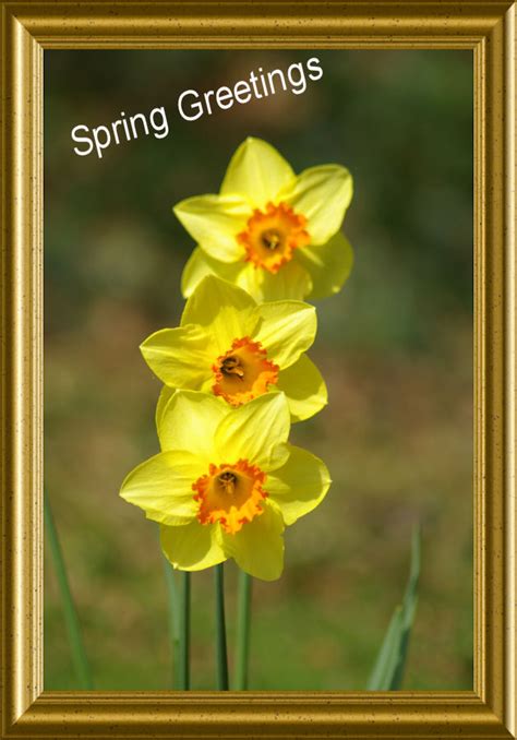 Greetings for Spring