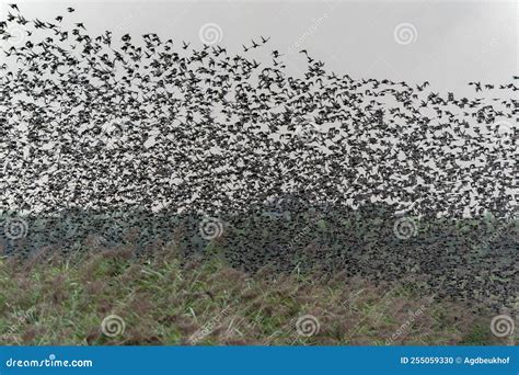 Beautiful Large Flock of Starlings. a Flock of Starlings Birds at ...