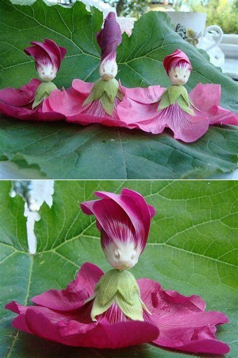 Hollyhock flower dolls | Hollyhocks flowers, Unusual flowers, Strange flowers