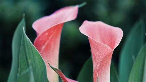 History and Symbolism of Calla Lilies – Blossmcart Flowers