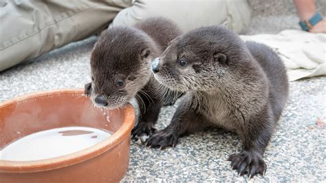 Two Rescued Otter Pups - YouTube