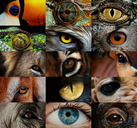 A collection of amazing-looking eyes from 15 different animals. | Reptile eye, Animals, Eye art