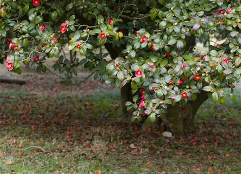 The Best and Most Effective Guide for Pruning Camellias - Organize With ...