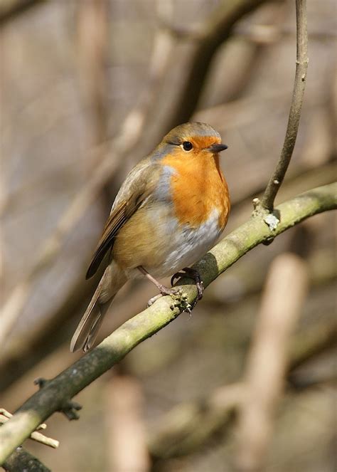 My Bird Blog: European Robin