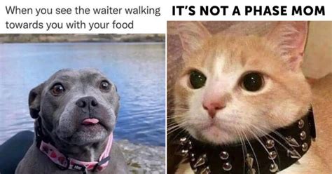 30+ Animal Memes: The Ultimate Cure For Those Monday Blues (August 14 ...