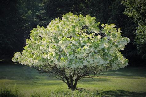 Flowering Fringe Tree in The Garden - Planters Place