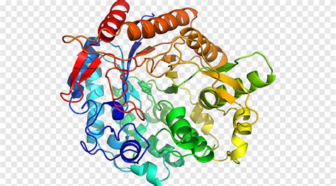 Glucosidases Beta-glucosidase Glucocerebrosidase Enzyme Alpha-glucosidase, structure, enzyme png ...