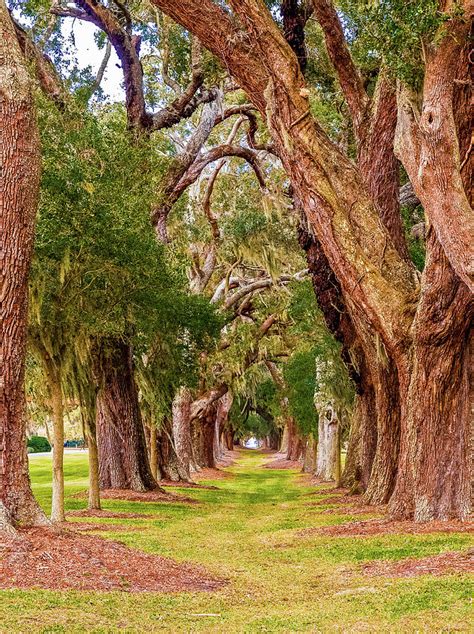 Ancient Oaks in Rows Photograph by Darryl Brooks - Pixels