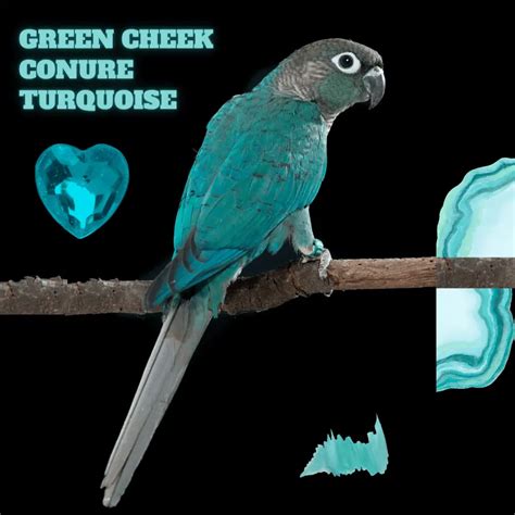 green cheek conure turquoise - turquoise conure habitat color lifespan