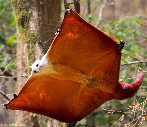 🔥 Red squirrel flying. : r/squirrels