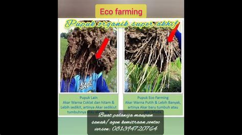 Eco farming_indramayu/cirebon_buat sawah_maupun palawija - YouTube