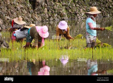 Planting rice by hand hi-res stock photography and images - Alamy