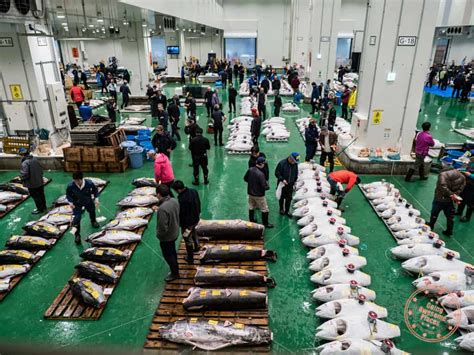 Toyosu Fish Market Guide - Is It Worth It And What You Need To Know Before Visiting - Going ...