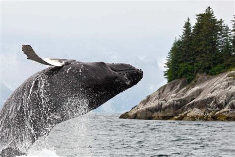 Alaska Tours - Wildlife & Scenic Tours | BrushBuck Wildlife Tours