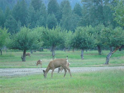 Activities – Stehekin