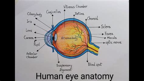 How to draw Human Eye diagram drawing step by step l Drawing of labeled diagram of Human Eye ...