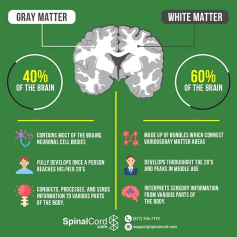 Grey Matter vs White Matter in the Brain | White matter, Gray matters, White matter in brain