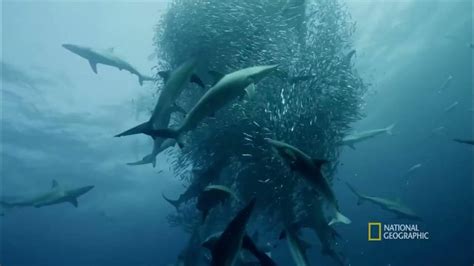 Shark Finning Documentary- Anoushka & Akhila - YouTube