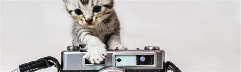 The 7 Best Cat Collar Cameras to Buy in 2024 - PetMag