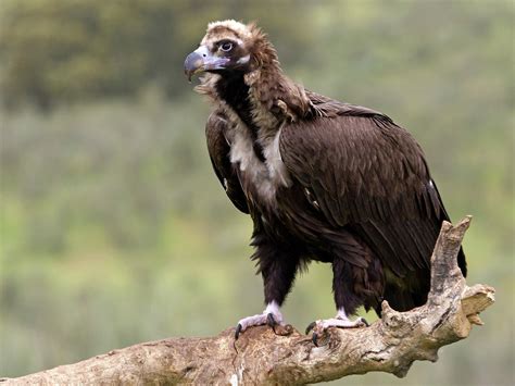 Cinereous Vulture / Black Vulture Bird Facts (Aegypius… | Bird Fact