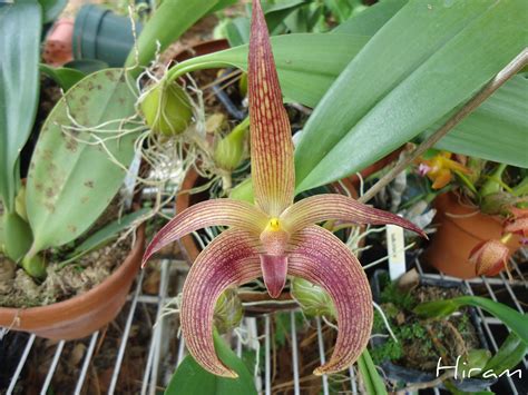 Bulbophyllum orchid