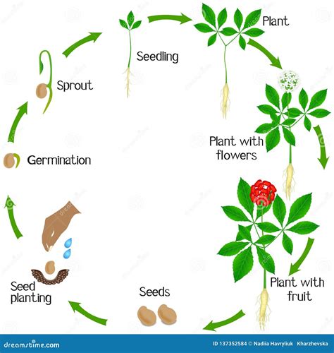 Life Cycle of a Ginseng Panax Ginseng Plant on a White Background ...