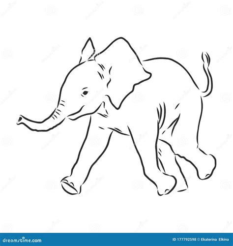 Baby Elephant in Outline Style Isolated on White Background, Vector ...