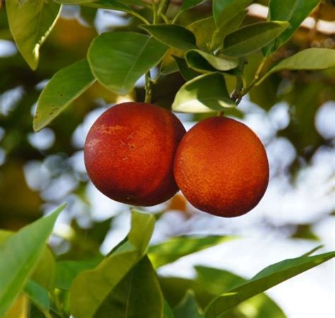 Chinotto Orange Bonsai Trees (Citrus Myrtifolia Rafunergue) | Bonsai ...