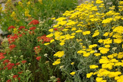 What Is a Yarrow Plant | HGTV