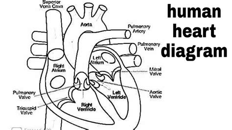 Detailed Labeled Heart Diagram