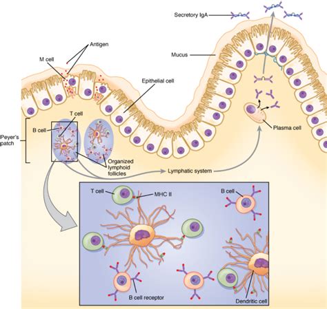 7.5 The Immune Response Against Pathogens – Fundamentals of Anatomy and ...