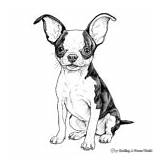 Boston Terrier Coloring Pages  Free & Printable sketch template