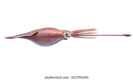 Colossal Squid Display