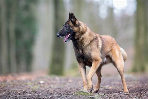 250+ Belgian Malinois Names – The Ultimate Naming Guide