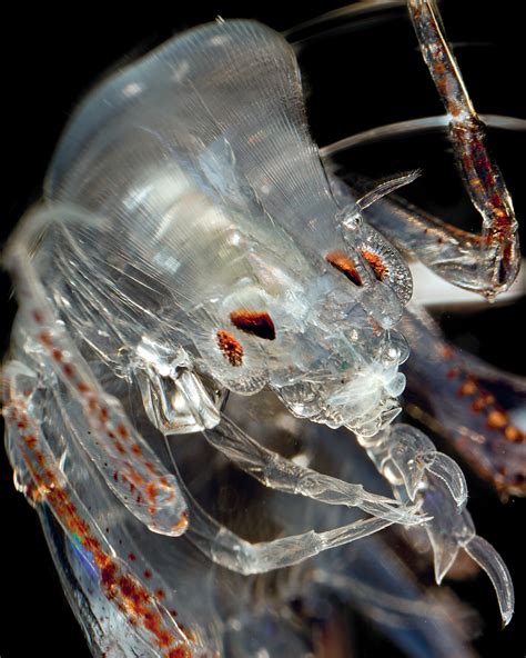 'Monster in a Barrel,' Spooky Ocean Drifters - Science Friday