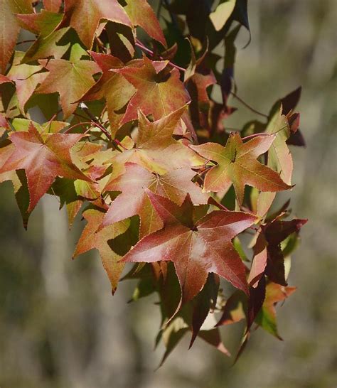 Sweet Gum Tree Leaves Photograph by Linda Brody - Fine Art America