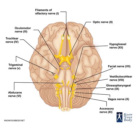 Cranial Nerves - Function, Table, Anatomy and FAQs